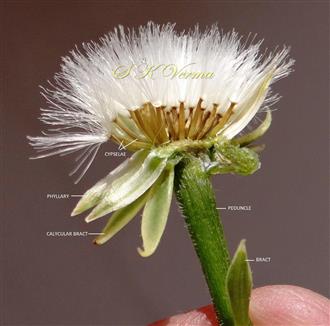  Fruiting Head
